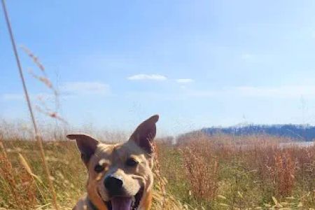 Hallsville Veterinary Services