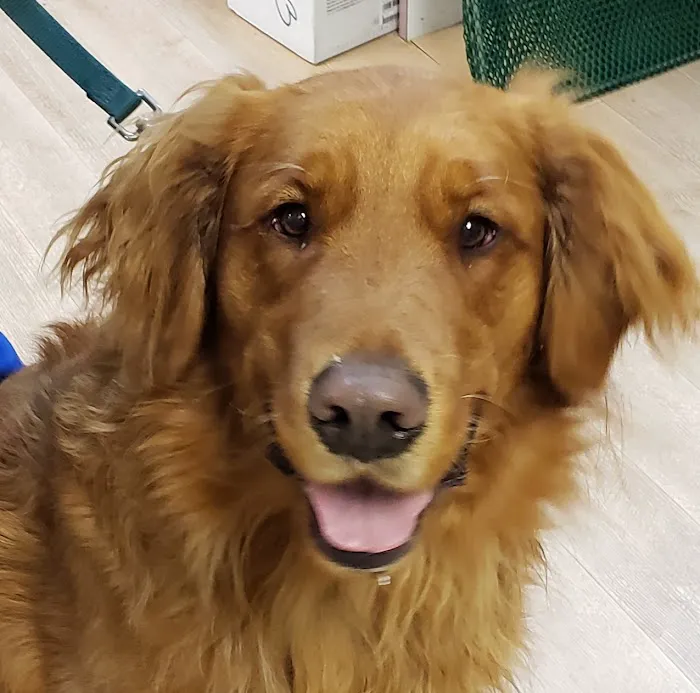 Spring Valley Veterinary Hospital - WEST 4