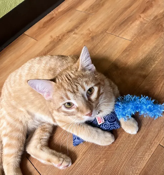 Spring Valley Veterinary Hospital - WEST 8