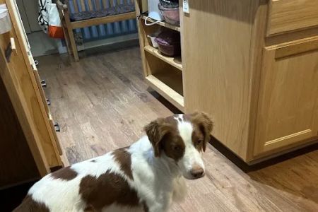 Spring Valley Veterinary Hospital - WEST