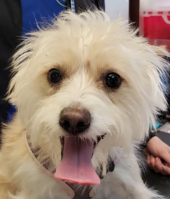 Spring Valley Veterinary Hospital - WEST 7