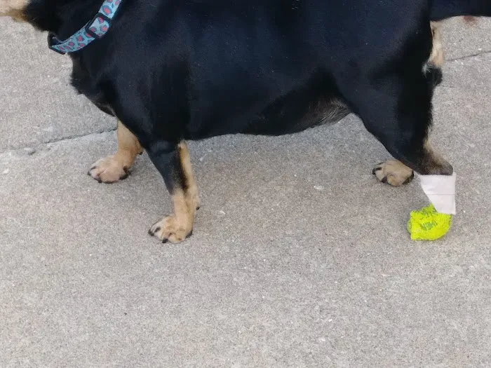 Springfield Veterinary Center 9