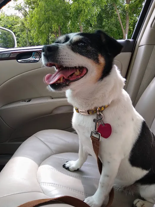 Springfield Veterinary Center 8