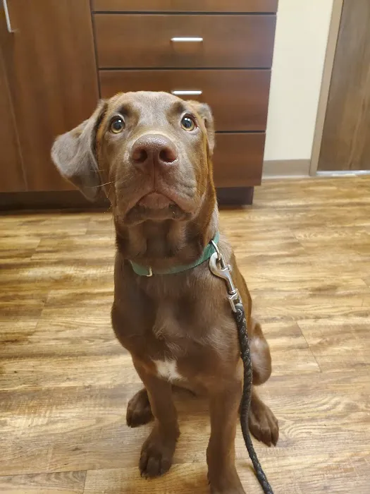 Springfield Veterinary Center 7