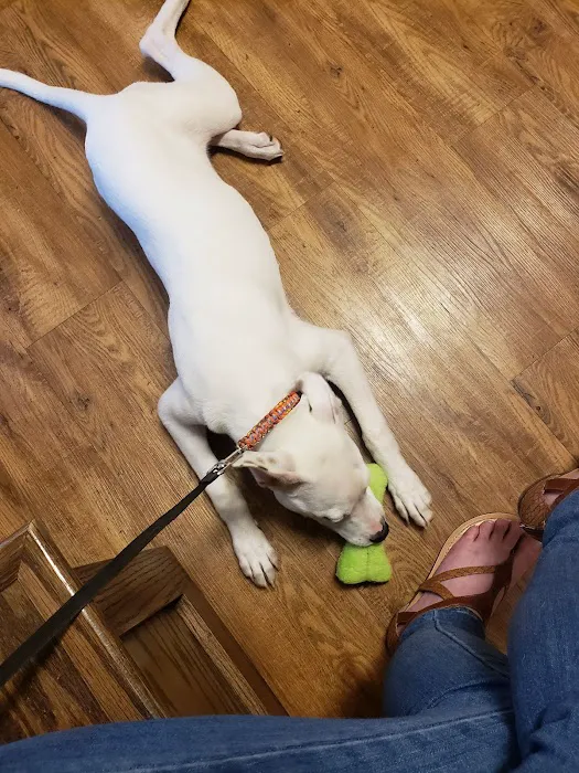 Springfield Veterinary Center 10