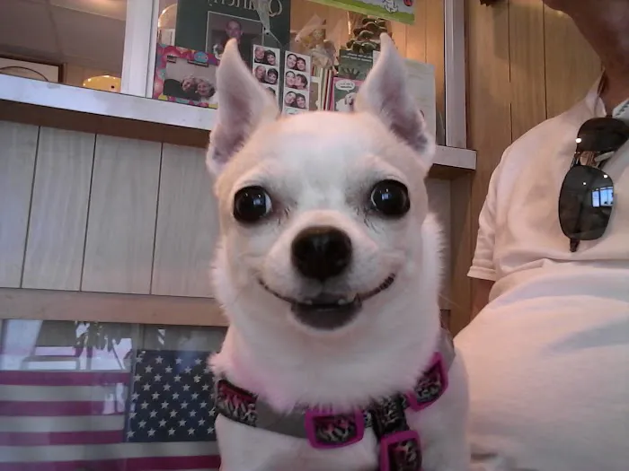 Cottage Veterinary Hospital 4