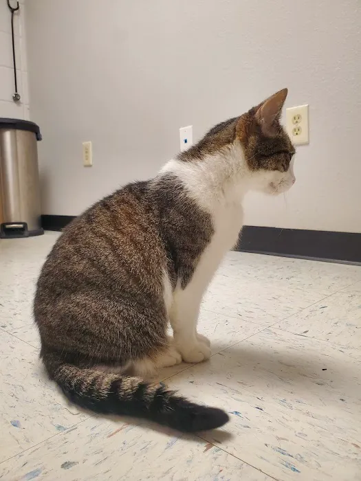 Whetstone Veterinary Clinic 8