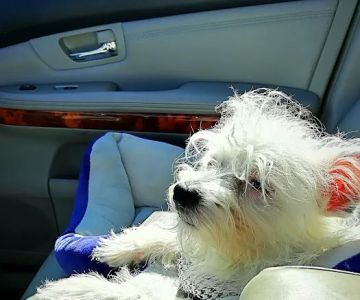 Town & Country Small Animal Hospital
