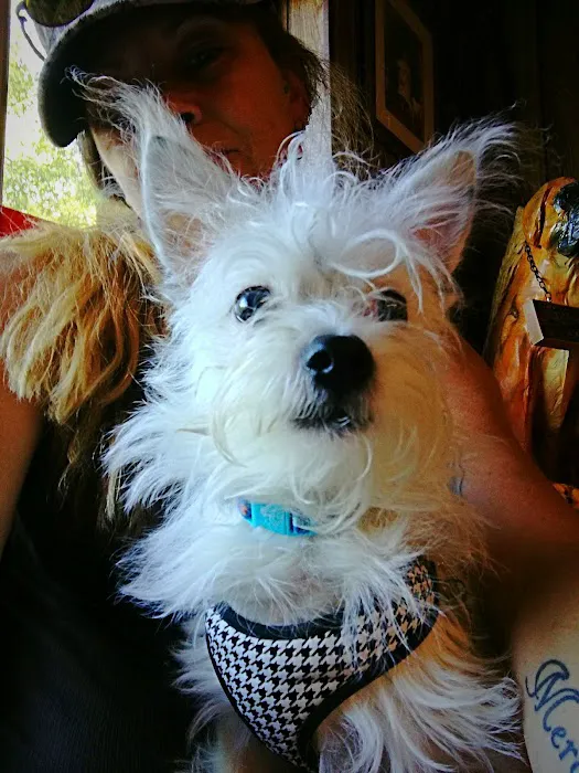 Town & Country Small Animal Hospital 4
