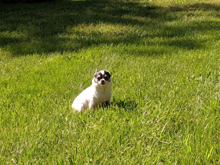 Willard Veterinary Hospital 6