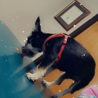 Willard Veterinary Hospital ico