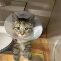 Hessman Mobile Veterinary Services ico