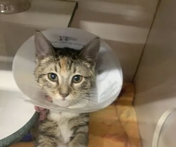 Hessman Mobile Veterinary Services