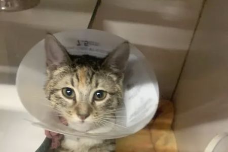 Hessman Mobile Veterinary Services