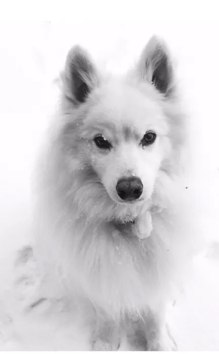 Country Hills Animal Hospital 9