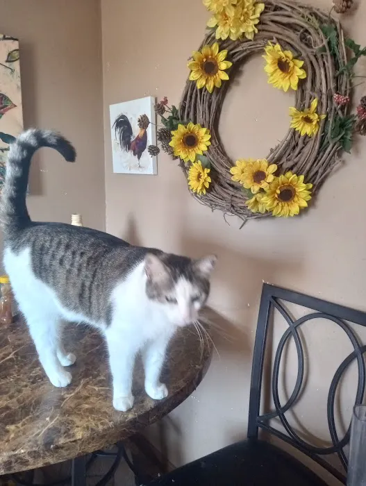 Pampurred Cat 1