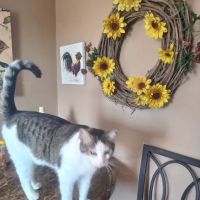Pampurred Cat ico
