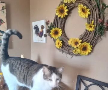 Pampurred Cat