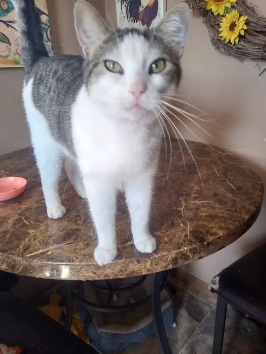 Pampurred Cat 2