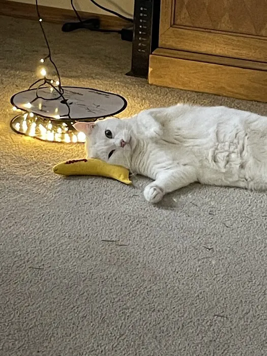 Pampurred Cat 4