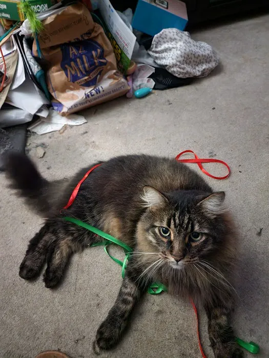 Pampurred Cat 10