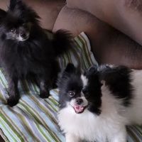 Gentle Care Animal Hospital ico