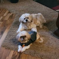 Cobblestone Veterinary Hospital ico