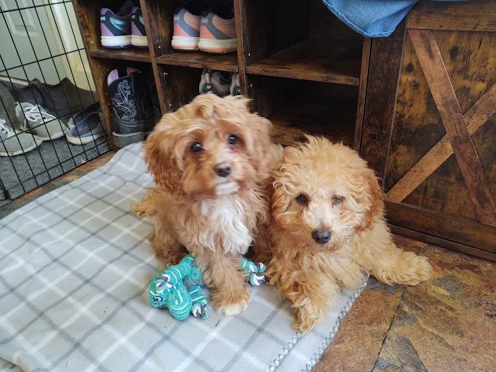 Seven Hills Veterinary Clinic 8