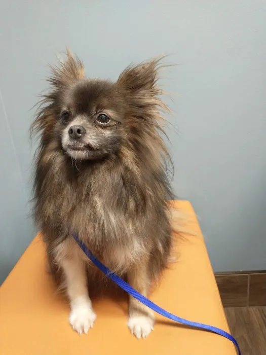 Seven Hills Veterinary Clinic 1