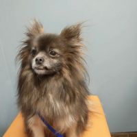 Seven Hills Veterinary Clinic ico