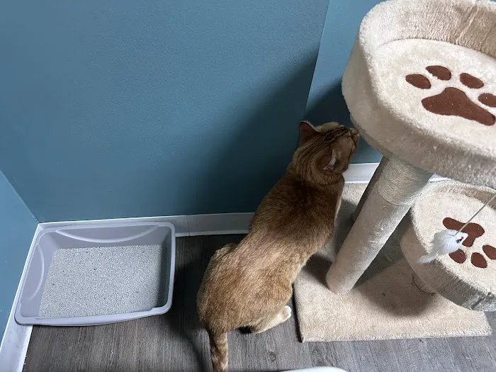 Healing Paws Veterinary Clinic 2
