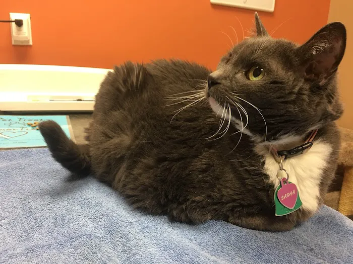 Healing Paws Veterinary Clinic 9