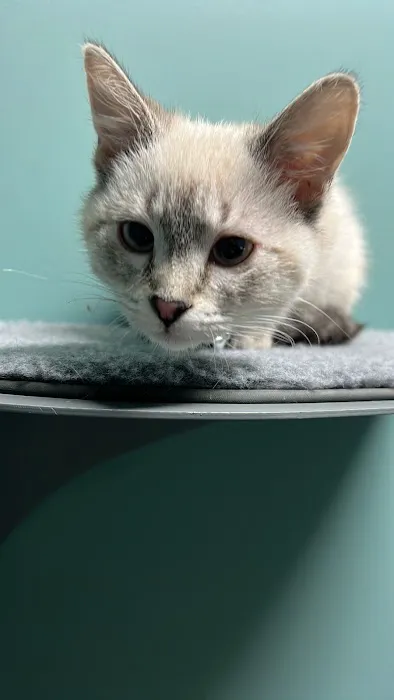 Healing Paws Veterinary Clinic 7