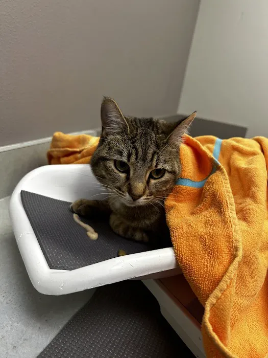 VCA Parkcrest Animal Hospital and Pet Lodge 3