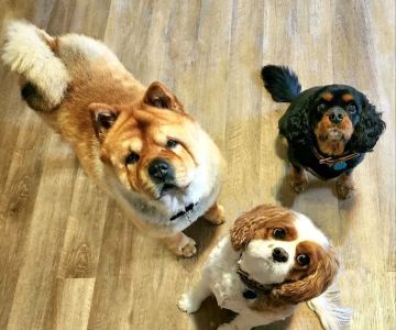 Heartland Animal Clinic