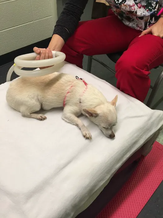 Integrative Veterinary Services of Missouri 2