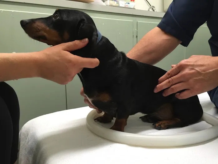 Integrative Veterinary Services of Missouri 4