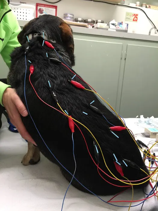 Integrative Veterinary Services of Missouri 8