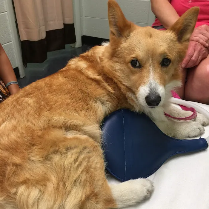 Integrative Veterinary Services of Missouri 7