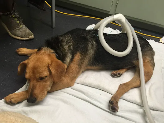 Integrative Veterinary Services of Missouri 3