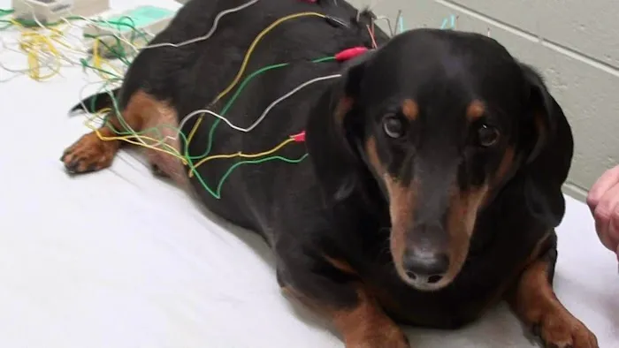 Integrative Veterinary Services of Missouri 1