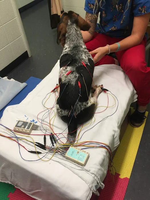 Integrative Veterinary Services of Missouri 9