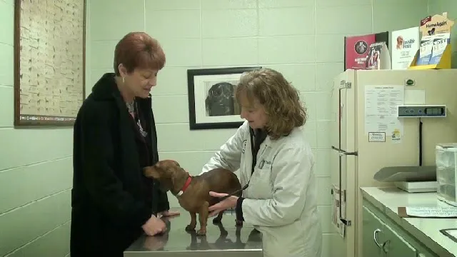 Angel Animal Hospital 4
