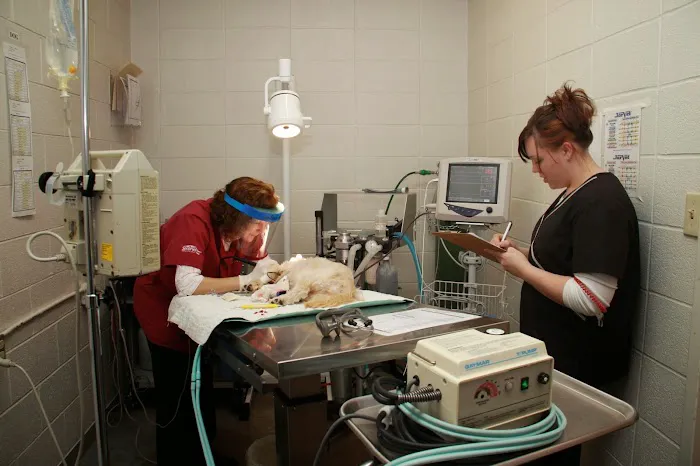 Angel Animal Hospital 2