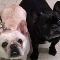 Angel Animal Hospital ico