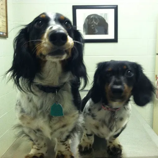 Angel Animal Hospital 6