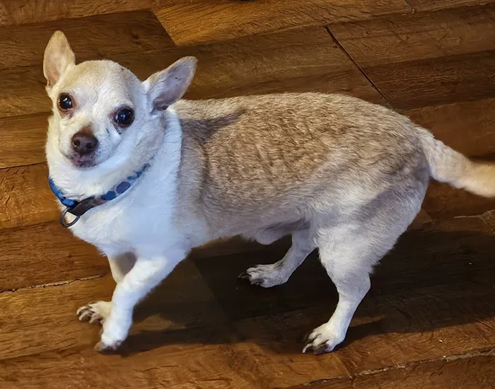 St Francis Animal Hospital 8