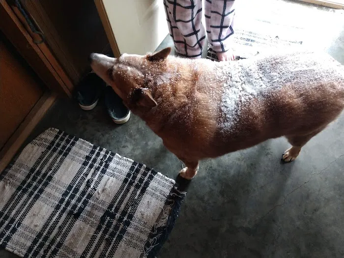 St Francis Animal Hospital 9