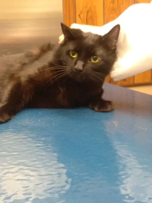 Du Quoin Veterinary Clinic 12