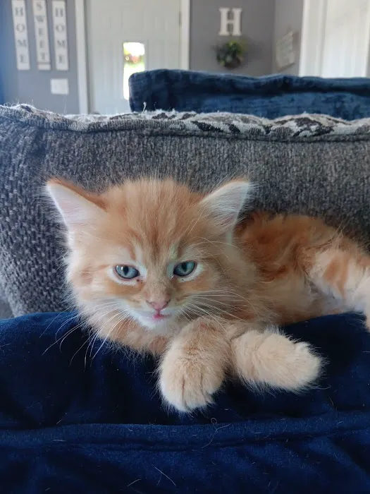 Franklin County Animal Hospital 3